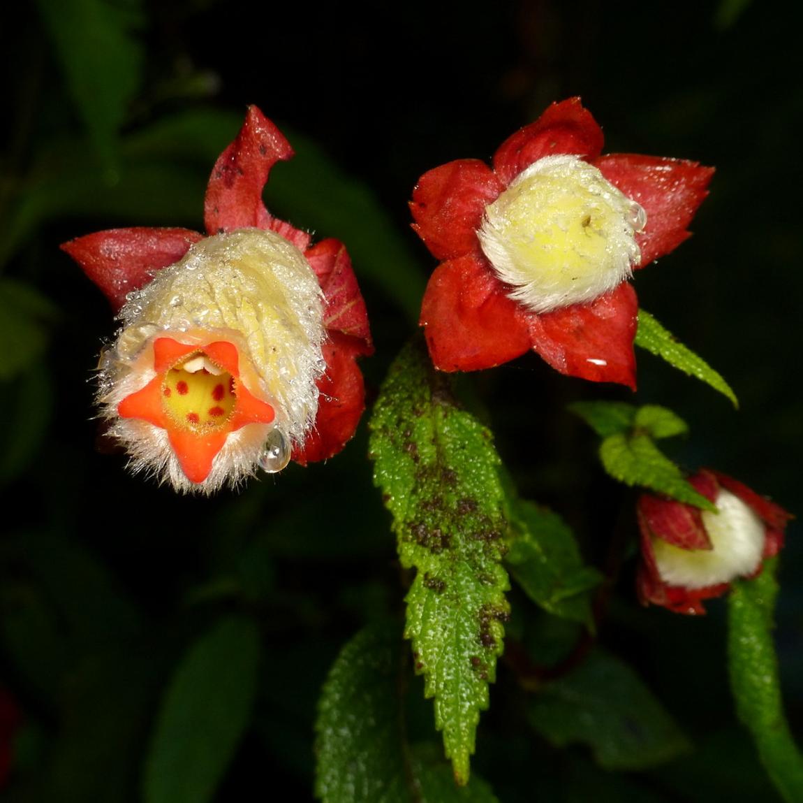 Botaničari su ponovo otkrili rijetki tropski cvijet za koji se smatra da je izumro 36 godina