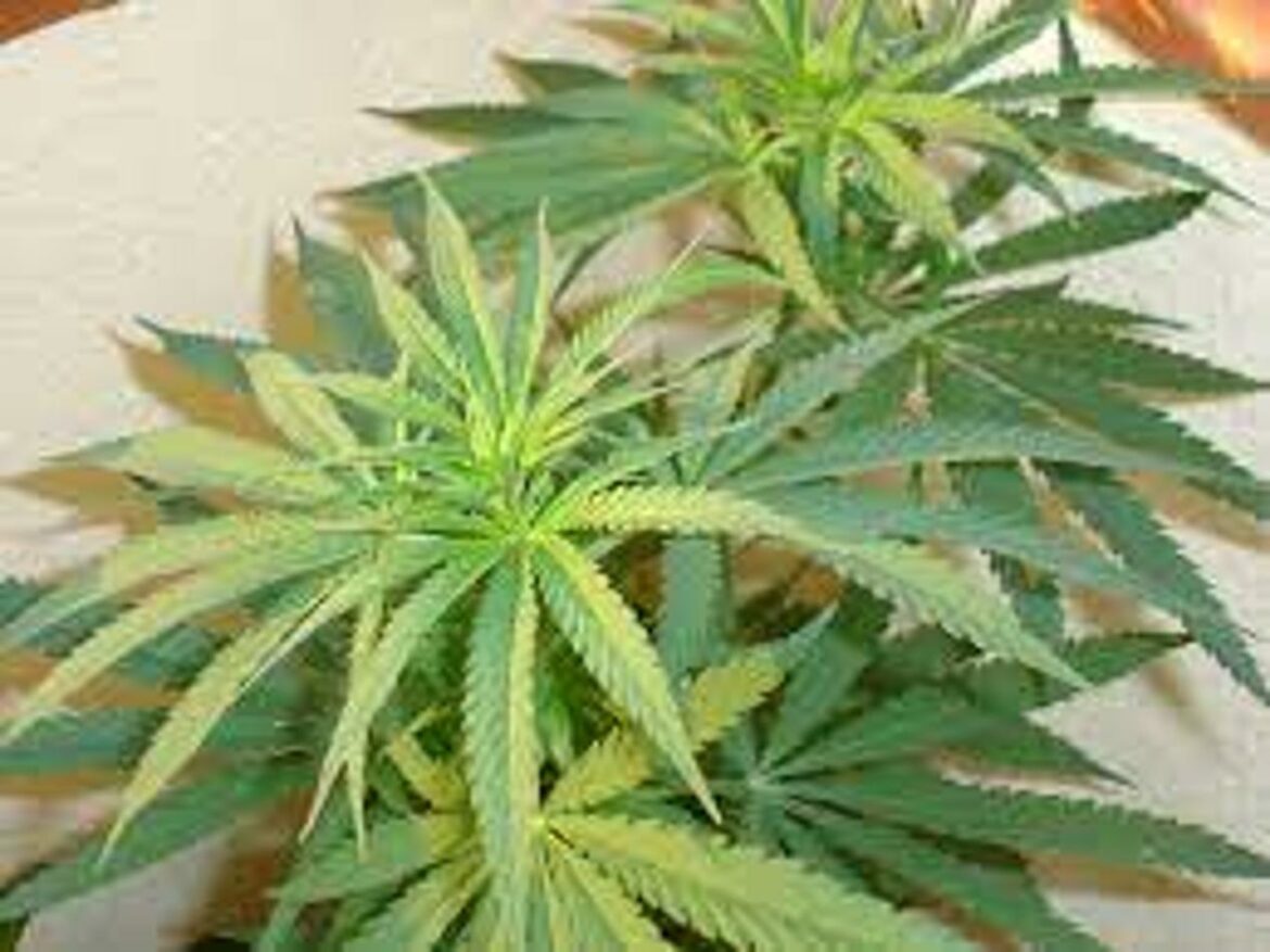 Vijesti: Peticija za legalizaciju marihuane