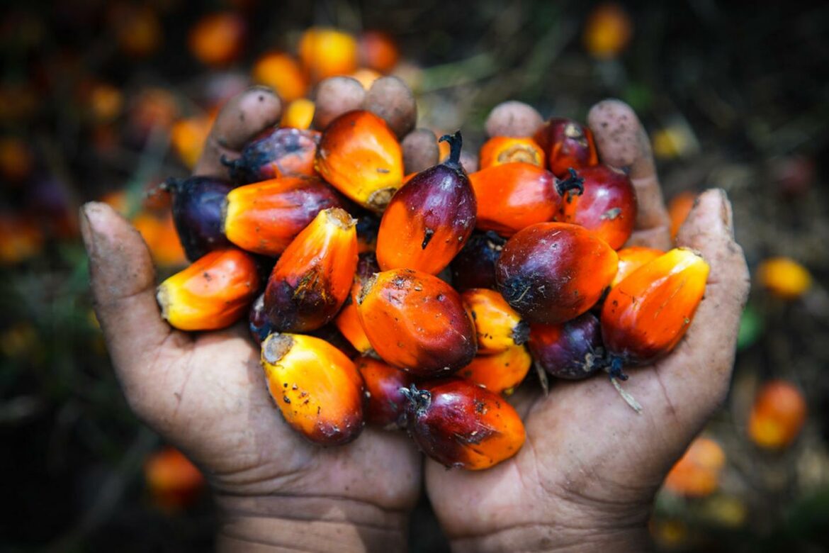Veliki proizvođač palminog ulja razmatra rešenje za krizu snabdevanja