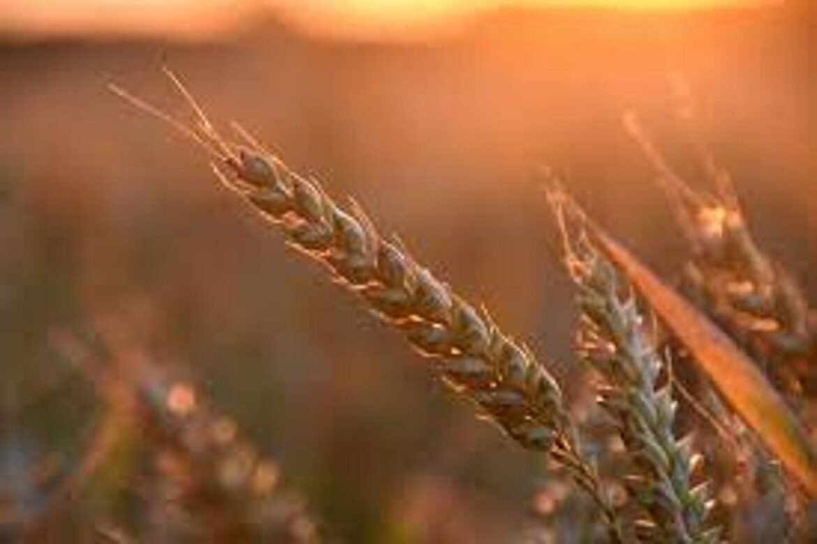 Globalne cijene pšenice dostigle su rekordno visok nivo