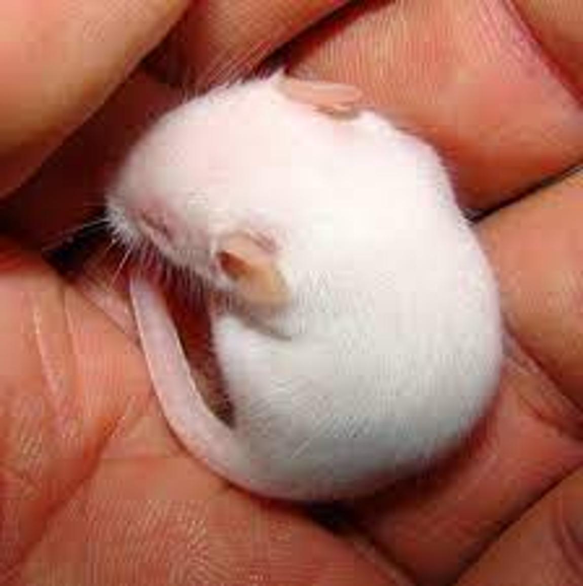 Efekat „Benjamin Button“-a: Naučnici mogu da preokrenu starenje kod miševa. Cilj je da se uradi isto za ljude