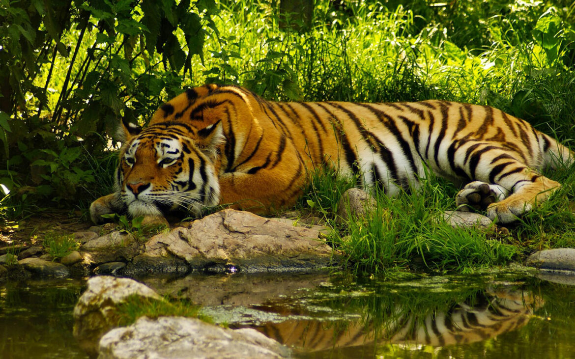 Na svetu ima 40% više tigrova nego što se ranije procenjivalo