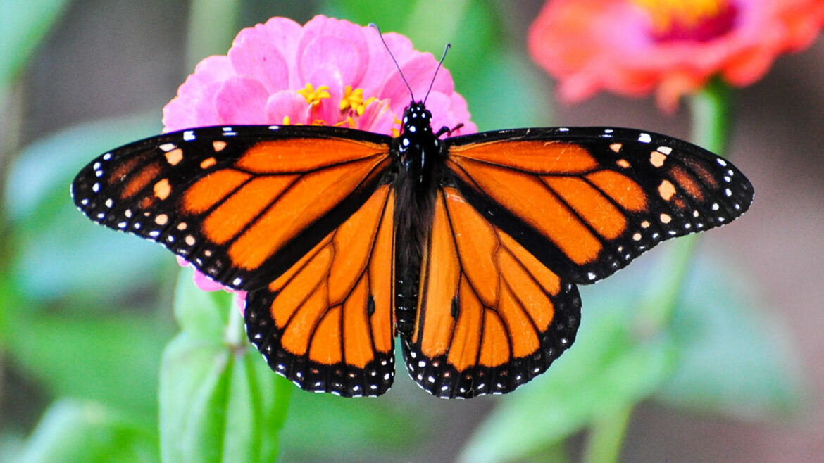 Leptiri monarh sada su na listi ugroženih