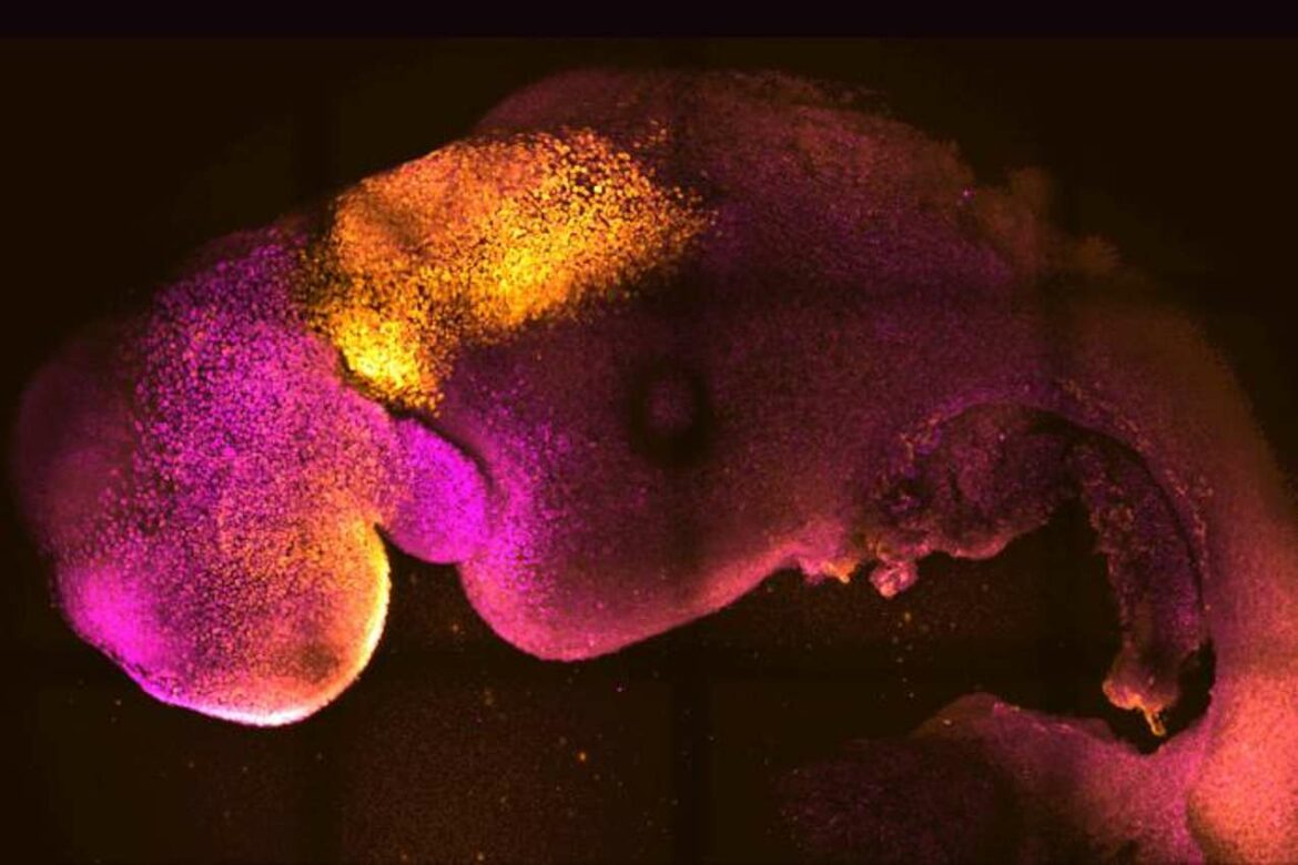 Naučnici koriste matične ćelije za stvaranje sintetičkih embriona miša