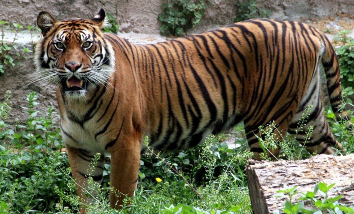 Stanovnici Slovačke upozoreni na tigra koji je pobjegao sa farme u Ukrajini