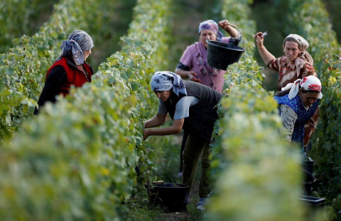 Uzgajivači vide dobru berbi vina za Evropu, stabilne količine uprkos sušama