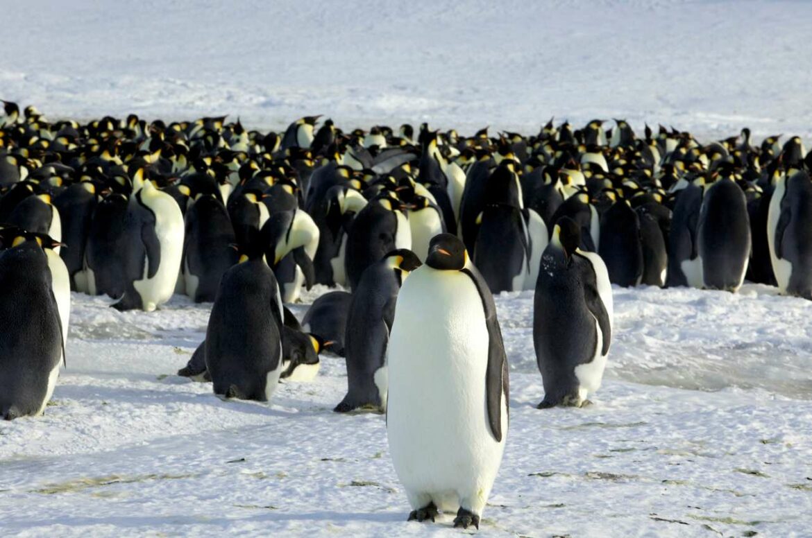 Carski pingvini su sada ugrožena vrsta zbog klimatskih promjena