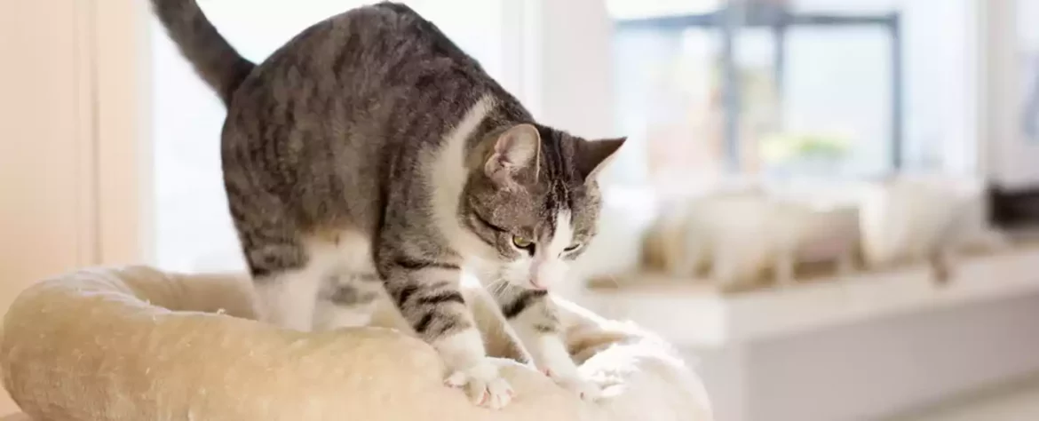 Nauka o naklonosti koja tera mačke da vas „mese“