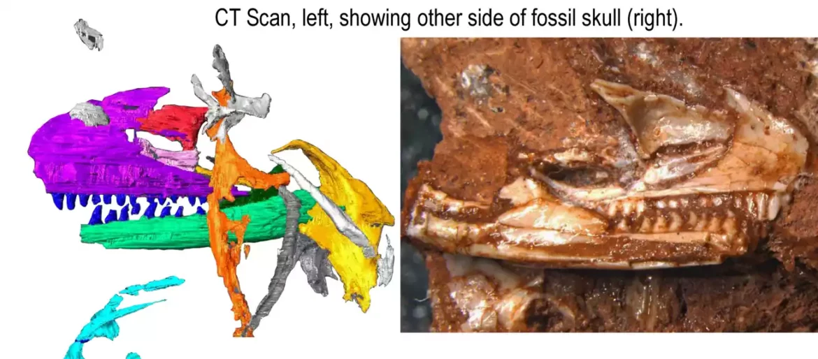 [Phys] Otkriće fosila u ormanu pomera poreklo modernog guštera unazad 35 miliona godina