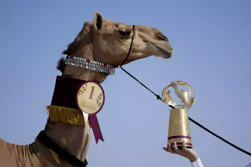 Takmičenje kamila među atrakcijama na marginama Svjetskog prvenstva