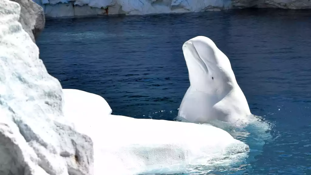 Zatvoreni arktički kitovi suočavaju se sa većom klimatskom prijetnjom od polarnih medveda