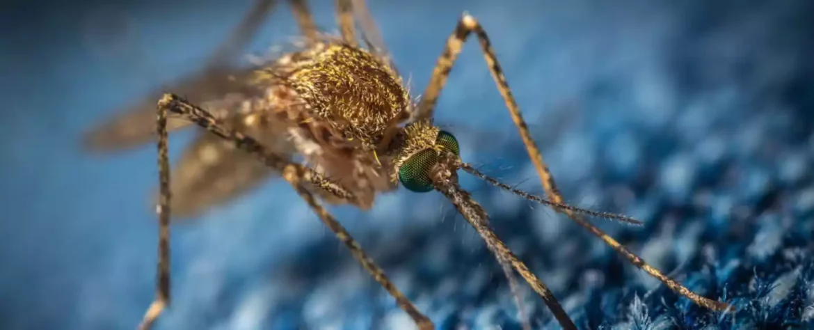 Komarci koji prenose malariju proširuju svoju teritoriju skoro 3 milje godišnje