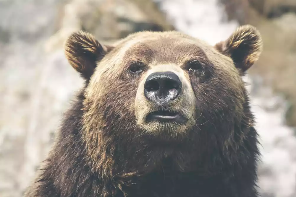 U Italiji je medved ubio trkača – prvi takav slučaj u zemlji