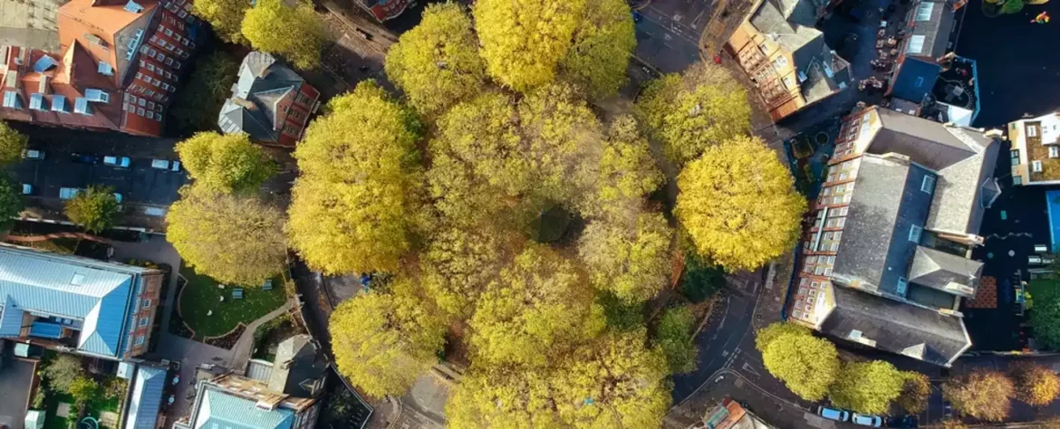 Naučnici kažu da bi sadnja više drveća u gradovima spasila hiljade života