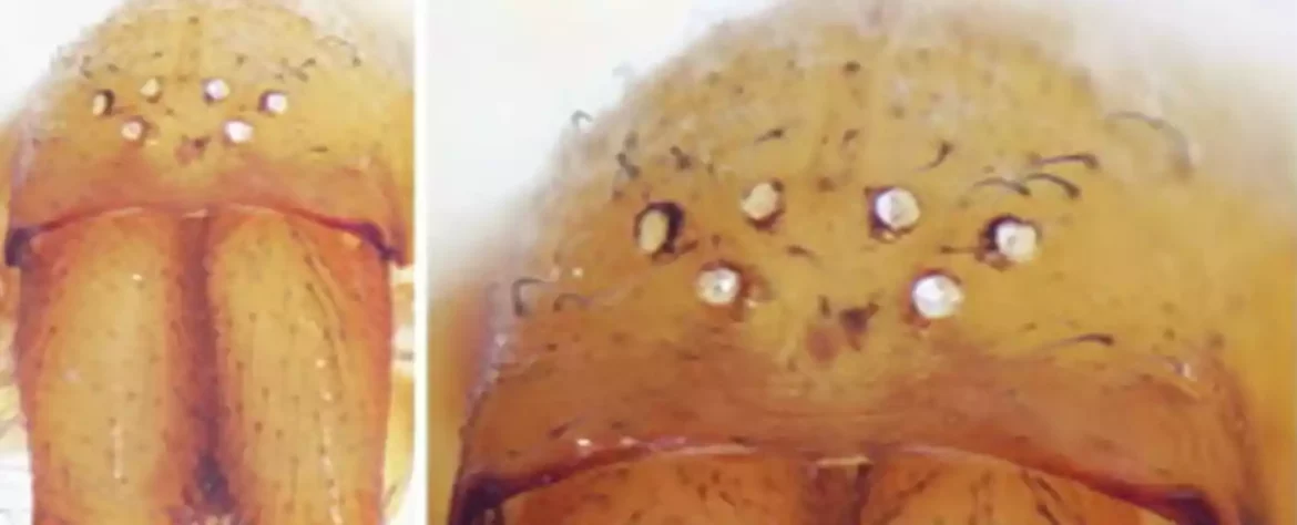 U izraelskim pećinama pronađena je gomila novih paukova mreže koji su oslepeli