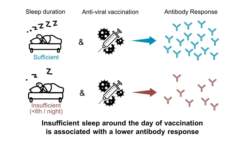 Ako ne spavate dovoljno, može da otupite odgovor antitela na vakcinaciju, ostavljajući vas podložnijim infekcijama