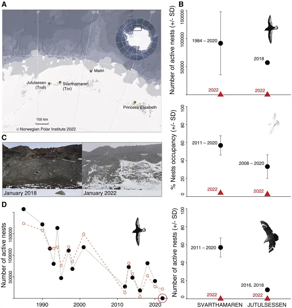 Antarktičke morske ptice ne uspevaju da se razmnožavaju zbog ekstremnih snežnih oluja povezanih sa klimatskim promjenama
