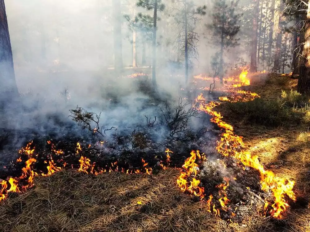 Na istoku Španije stotine ljudi evakuisano je zbog šumskog požara