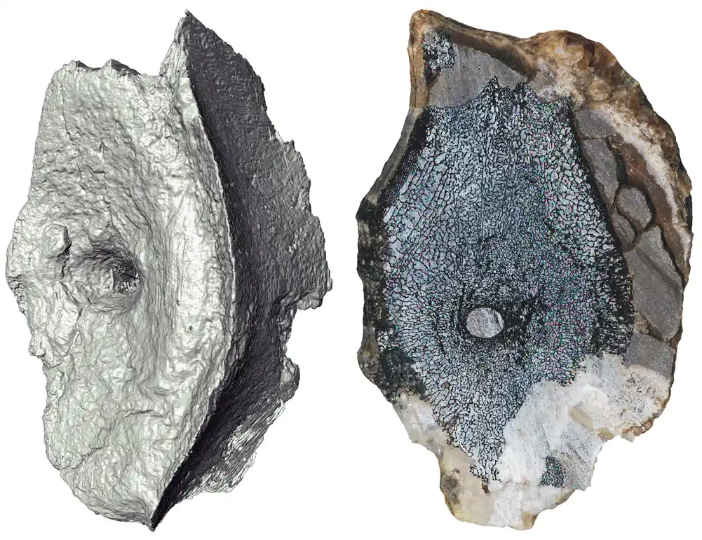 Najstariji fosili izuzetnih morskih gmizavaca pronađeni na Arktiku