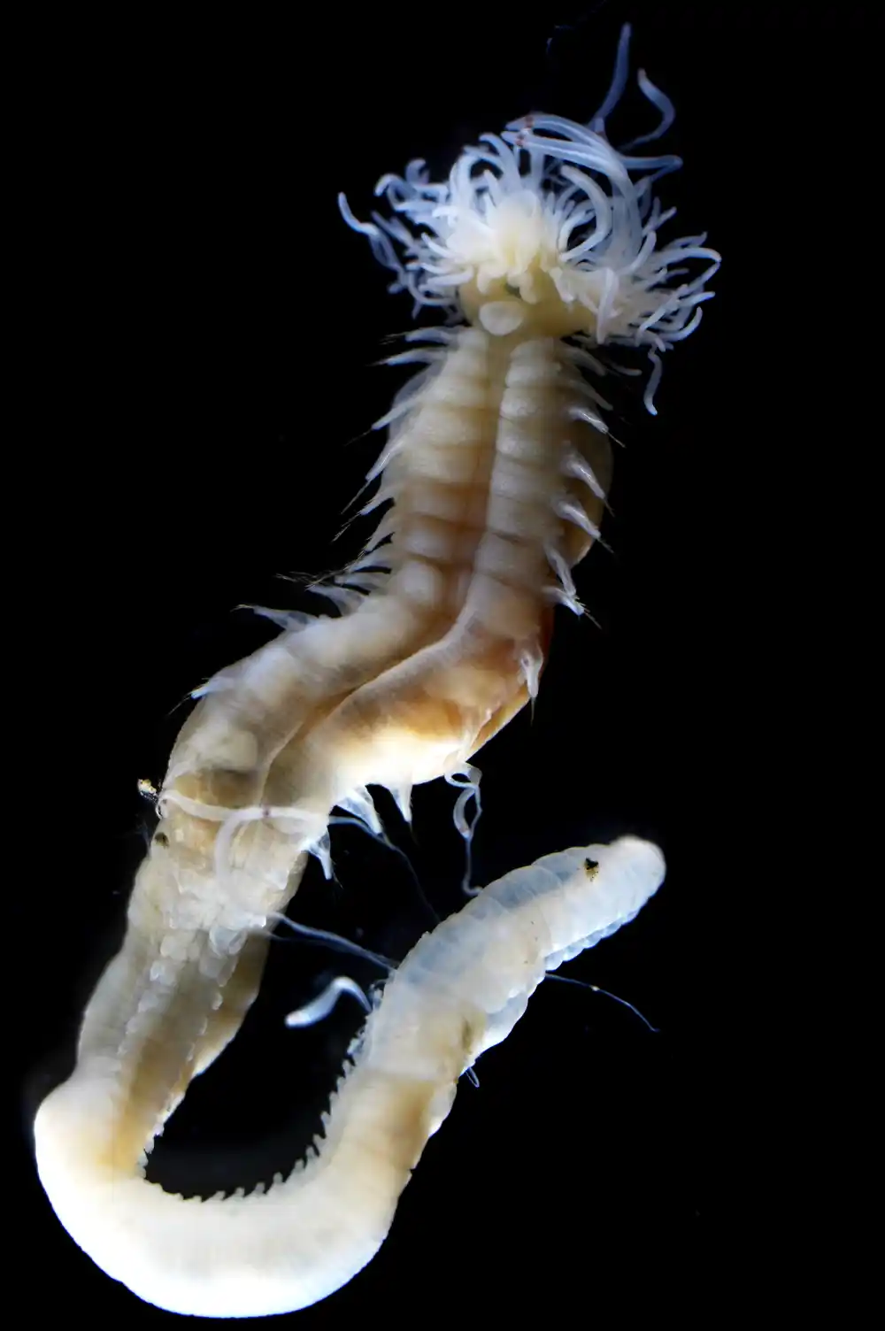 Tri novootkrivena morska crva koja svijetle u mraku nazvana su po stvorenjima iz japanskog folklora