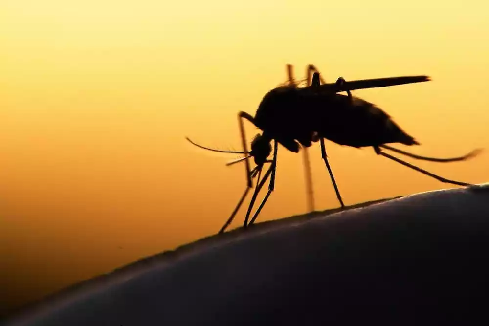 U Keniji je pronađen novi invazivni komarac. Šta ovo znači za kontrolu malarije