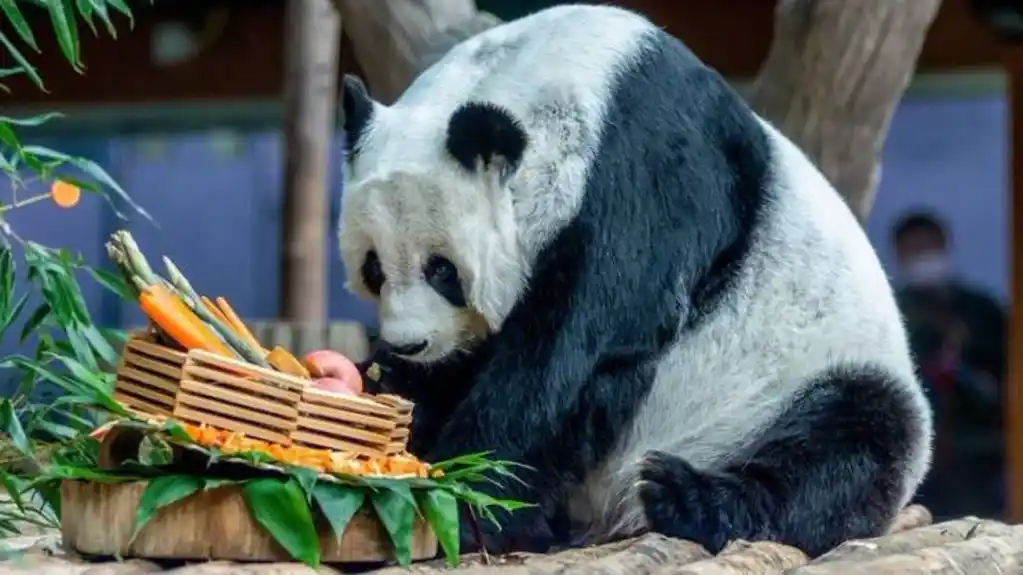 Uginula  posljednja džinovska panda u Tajlandu