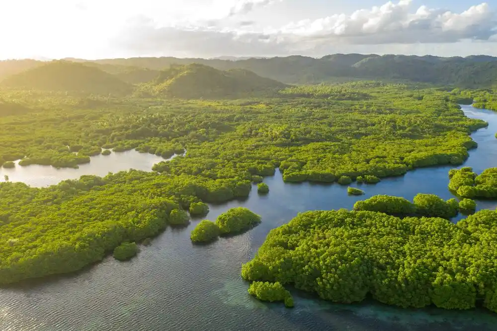 U brazilskom dijelu Amazonije u aprilu sječa šuma opala za 68 odsto