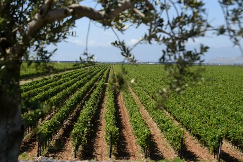 Na prodaju 5,7 odsto akcija „Plantaža“