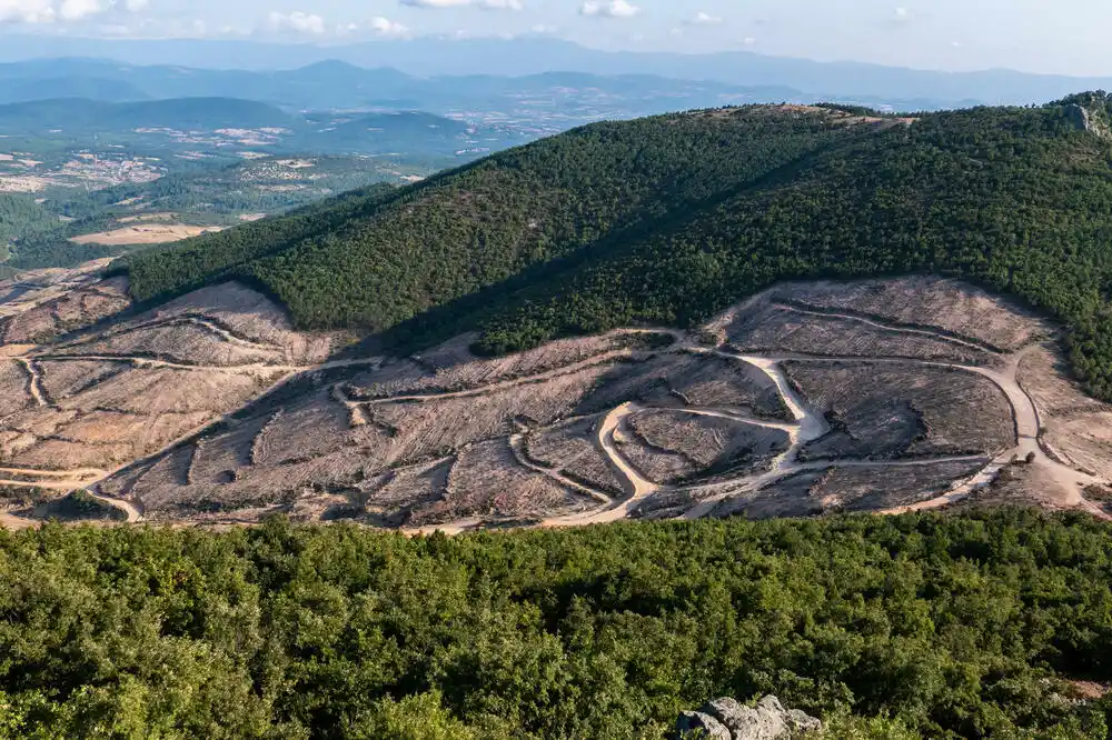 Zakon EU o zabrani krčenja šuma ugrožava poslovanje svjetskih kompanija, vještačka inteligencija dio rješenja