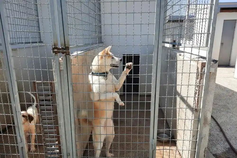 Sklonište za napuštene kućne ljubimce u subotu otvoreno za posjete u još jednom terminu