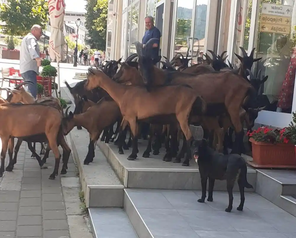 Stado koza u centru Pljevalja