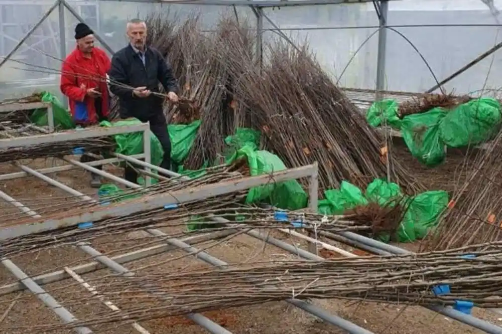 Pljevlja: Služba za poljoprivredu obezbijedila oko 5000 sadnica za voćare