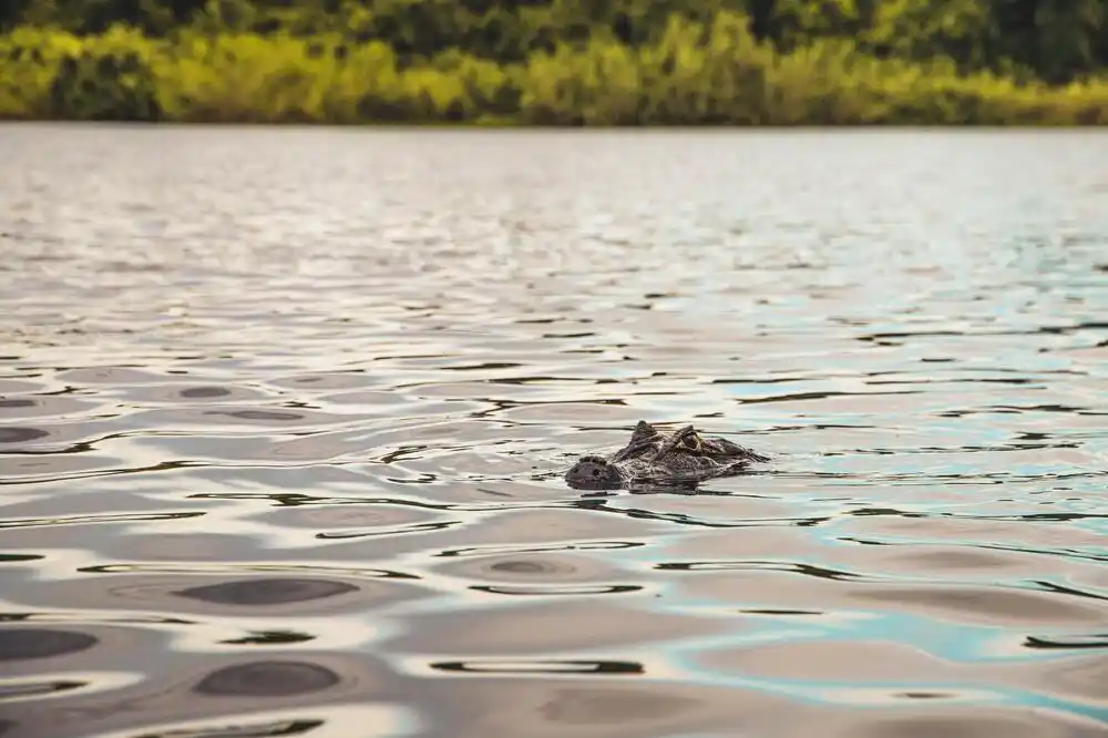 Na svijet stigao rijedak bijeli aligator, ima ih samo sedam u svijetu