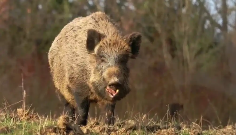 Baranin završio u bolnici, izgrizla ga divlja svinja