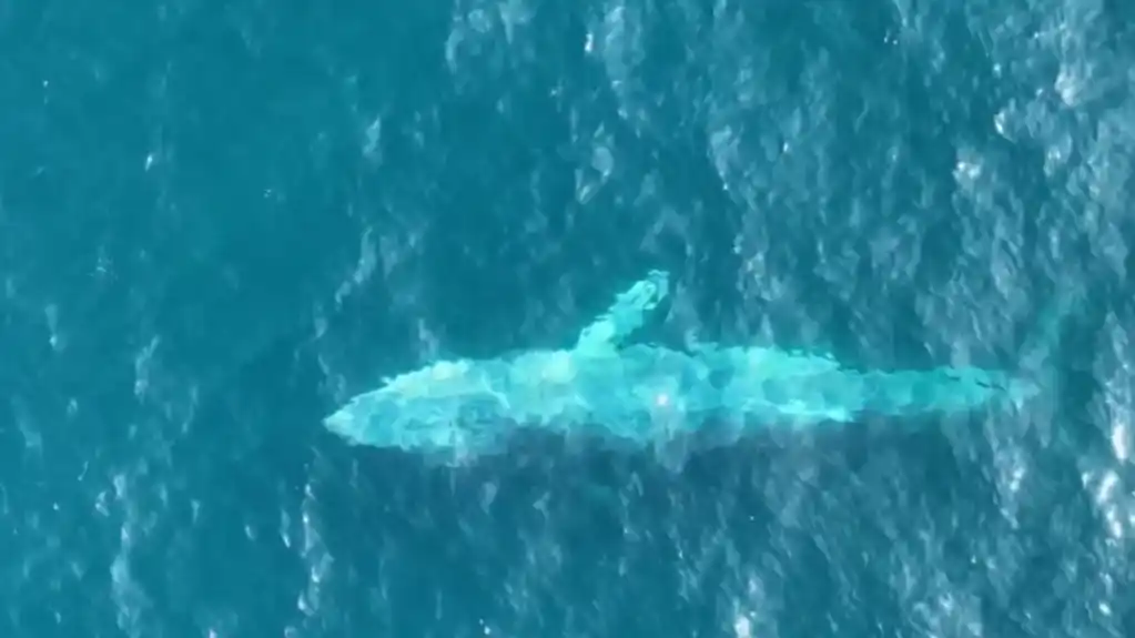 Najrjeđi kit na svijetu viđen tek drugi put u istoriji čovječanstva