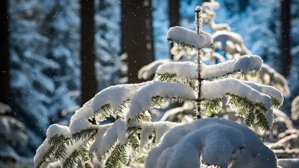 U ovom mjestu jutros  je izmjereno ekstremni minus – Temperature ispod nule u više gradova