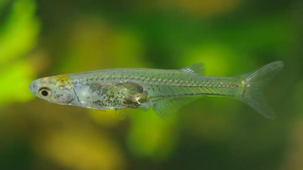 Jedna od najmanjih riba na svijetu proizvodi zvuk glasan poput pucnja