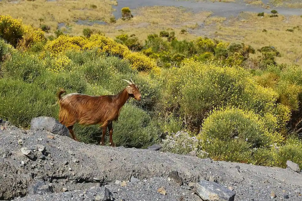 Italijansko ostrvo nudi divlje koze za usvajanje: Ima ih šest puta više nego stanovnika