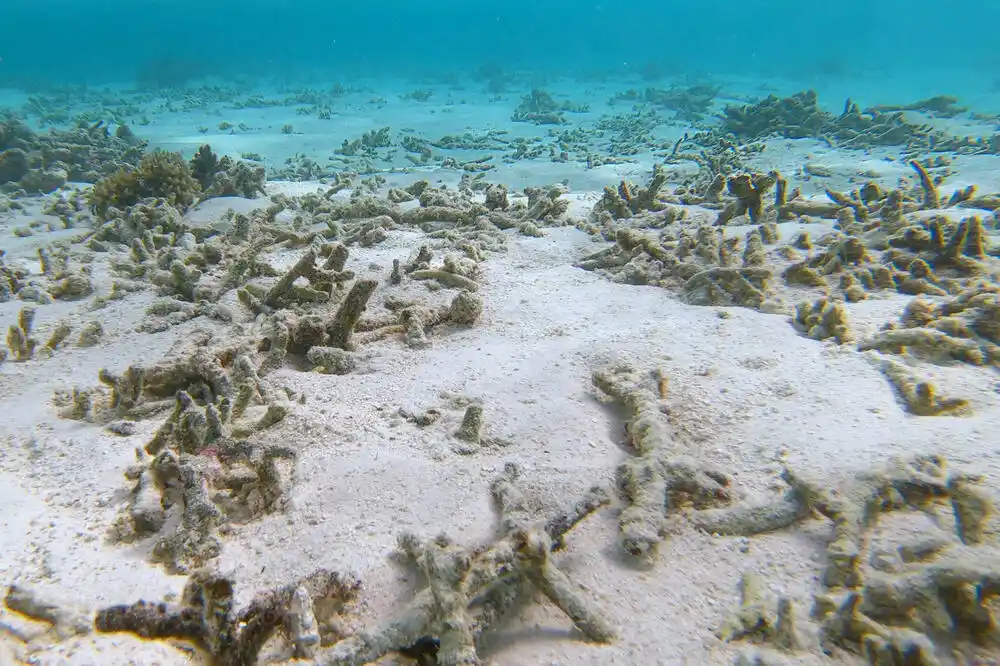 Naučnici upozoravaju: Koralni grebeni doživljavaju globalno izbjeljivanje po četvrti put
