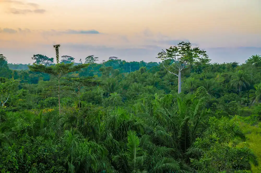 Poljoprivrednici u Liberiji krče šume radi stvaranja plantaža kakaoa i krijumčare pasulj podrivajući evropske napore