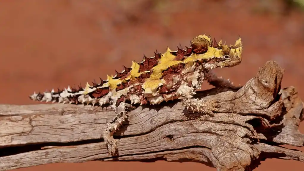 Rijetka slijepa krtica fotografisana u australijskoj prirodi