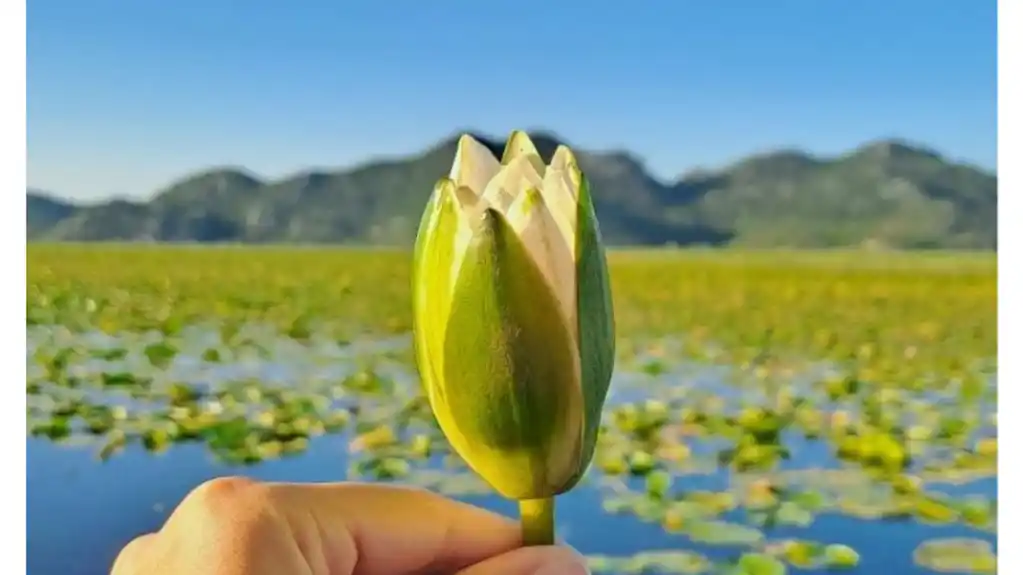 APELOVALI na posjetioce – Ne berite lokvanje u NP Skadarsko jezero