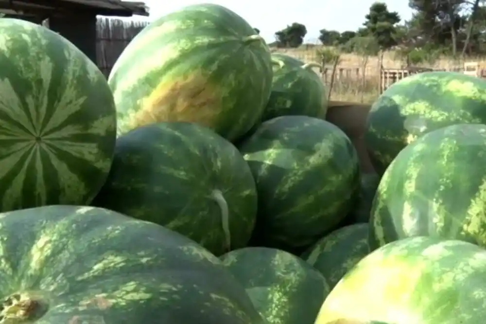 Domaće lubenice stigle do pijaca – kilogram 40 centi