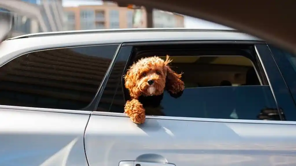 Donosimo savjete kako da rashladite auto za samo deset sekundi