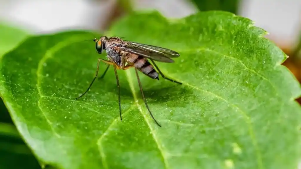 Savjeti za odbranu od komaraca: Jeftino, zdravo, i nikad se toga ne biste sjetili