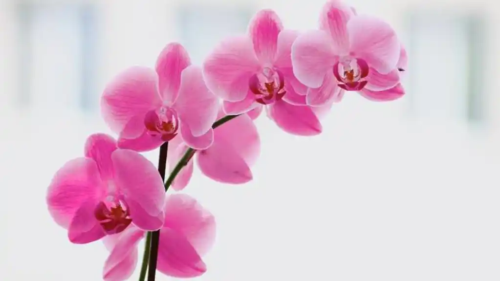 Cvijet koji ima moćnu simboliku: Šta držanje orhideje privlači u vašu kuću?
