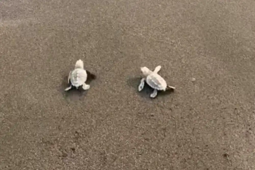 Morske kornjače polažu jaja na Velikoj plaži