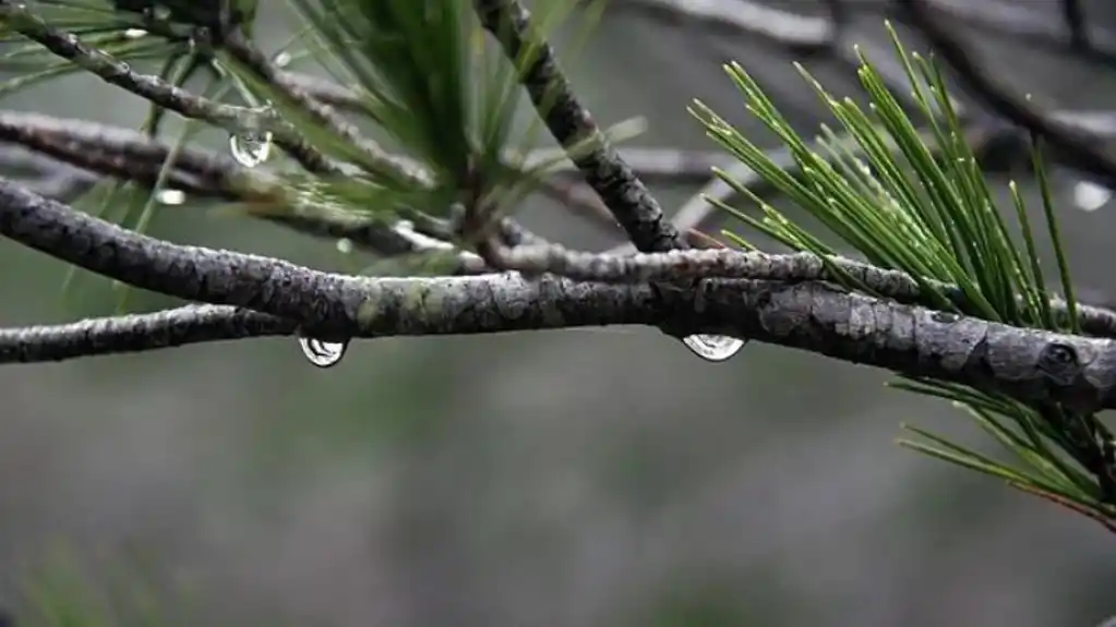 Pre podne sunčano, popodne kiša ili pljusak praćen grmljavinom, temperatura do 36 stepeni