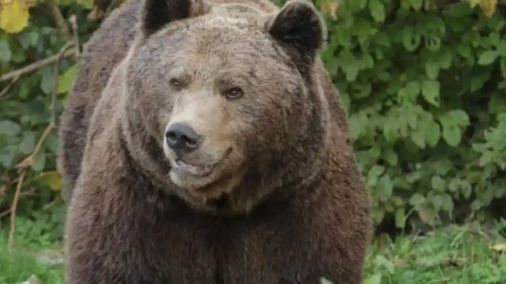 Medvjed napao muškarca na Plitvicama i nanio mu povrede