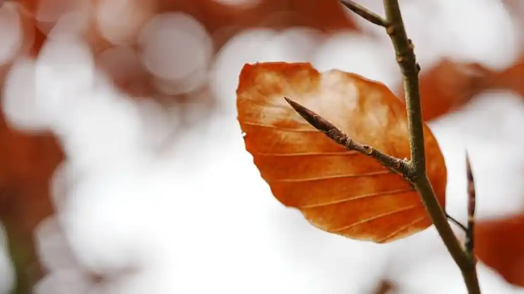 Danas promjenljivo vreme, temperatura do 5 stepeni